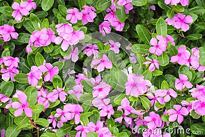 Catharanthus roseus Stock Photo