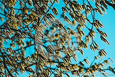 Catkin blown by wind on sunny day Stock Photo