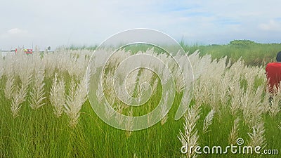 Catkin flowers Stock Photo