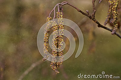 Catkins of Alder in cloud of pollen Stock Photo