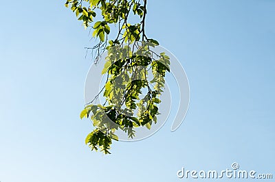 A hanging twig of a common hornbeam Stock Photo