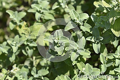 Catmint Snowflake Stock Photo