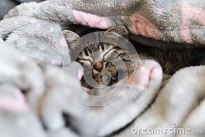 Catnap habits. Cute kitten sleeping in grey soft blanket. Cute feline friend. Cats rest napping on bed. Comfortable pets Stock Photo