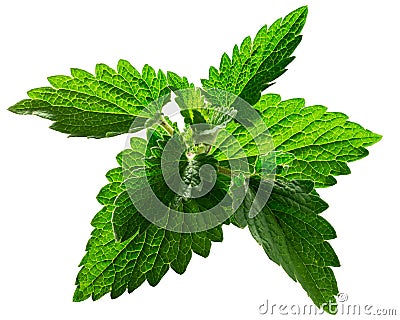 Catnip leaves n. cataria, paths Stock Photo