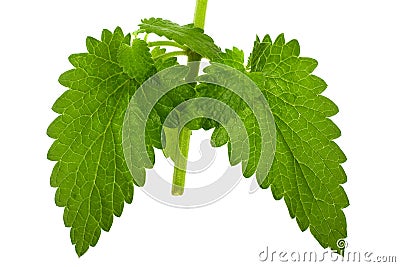 Catnip lemon mint leaf Stock Photo