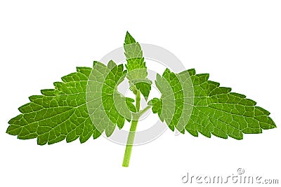 Catnip lemon mint leaf Stock Photo