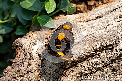 Catonephele Numilia Butterfly Stock Photo