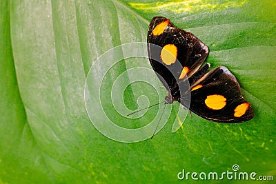 Catonephele numilia, Spotlight catone, black butterfly with orange spots from Costa Rica forest. Beautiful insect siting on the Stock Photo
