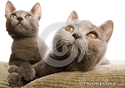 Cats Stock Photo