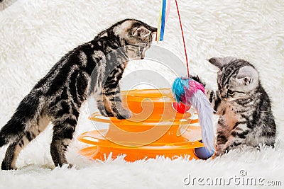 Cats Stock Photo