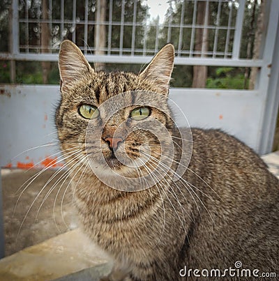 cats animals home Greece art Stock Photo