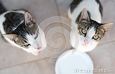 Cats asking for milk. Stock Photo