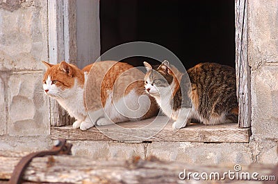 Cats in barn window Stock Photo