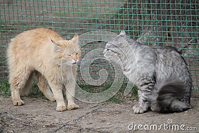 Cats Stock Photo