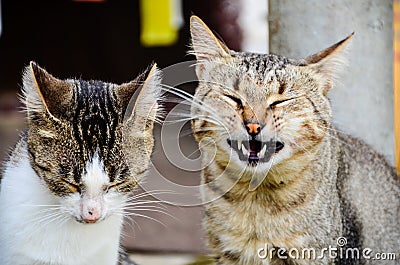 Cats Stock Photo