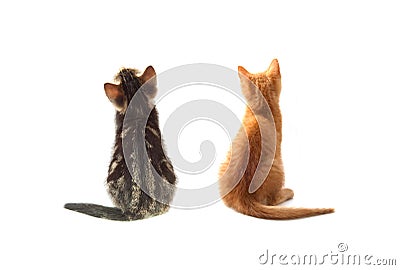 Cats behind Stock Photo