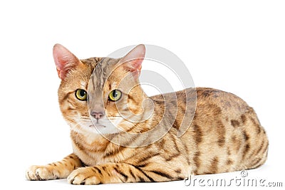 Cats Bengal breed. Stock Photo