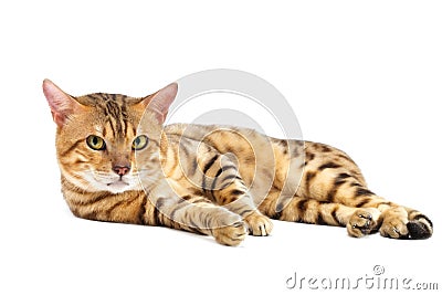 Cats Bengal breed. Stock Photo