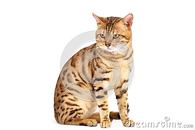 Cats Bengal breed. Stock Photo