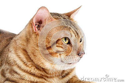 Cats Bengal breed. Stock Photo