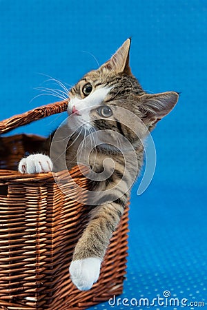 cats in boxes - young tiger kitten coming out a basket box Stock Photo