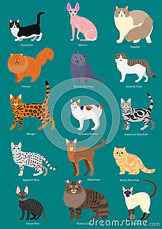 Cats breeds set Vector Illustration
