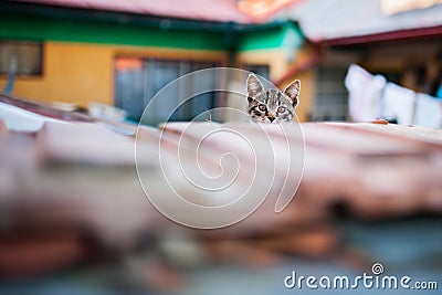 Cats climbed on roof Stock Photo