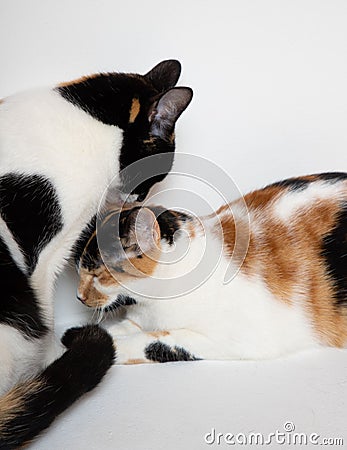 Cats cuddling and snuggling on the floor next to each other Stock Photo