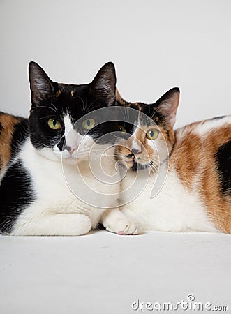 Cats cuddling and snuggling on the floor next to each other Stock Photo