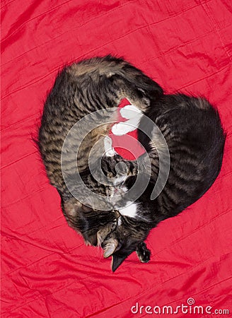 Cats cute couple heart love animal Stock Photo