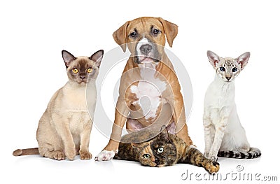 Cats and Dog group portrait on white background Stock Photo