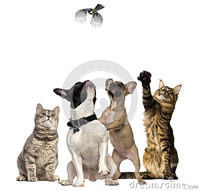 Cats and Dogs trying to catch a bird flying Stock Photo