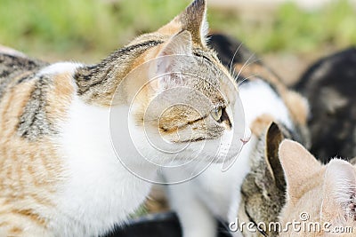 Cats eat cat food. Big cat and small kitten eating pieces of meat from the plate. We see pink tongue. Snouts large cats. Food for Stock Photo
