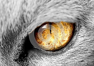 Cats eye Stock Photo