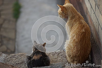 Cats family spend time together, ginger cat father and ashy kitten daughter, resting outdoor Stock Photo