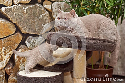 Cats. Father and son. Kitten plays. Stock Photo