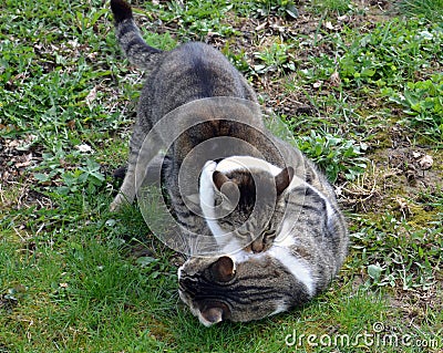 Cats fighting outdoor Stock Photo