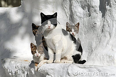 Cats Greece Stock Photo