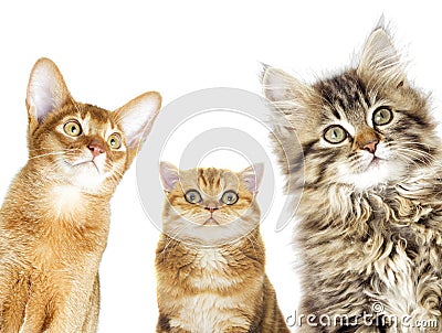 Cats group Stock Photo