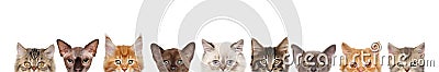 Cats, half of muzzle on white Stock Photo