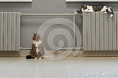 Two cats are warming up to the radiator Stock Photo