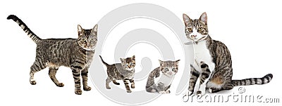 Cats and kittens Stock Photo