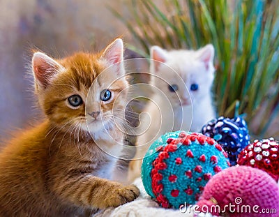 cats, kittens, close up, toy, cat, kitten Stock Photo