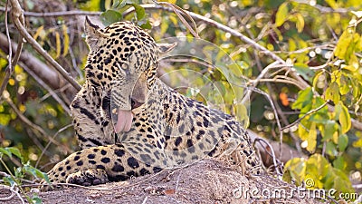 Jaguar relaxing and licking it`s fur Stock Photo