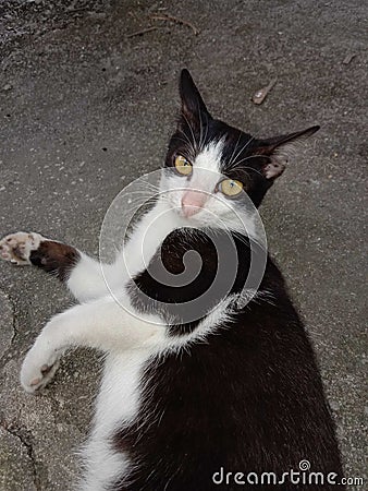 Cats lie down, half-body Stock Photo