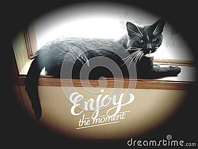 A cats life is the life Stock Photo