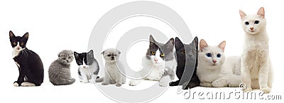 Cats look Stock Photo