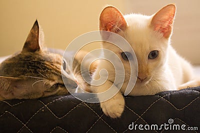 Cats looks over a bed. Cute cats looking down. Cute domestic cats resting on a bed. Stock Photo