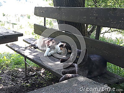 Cats love summer Stock Photo