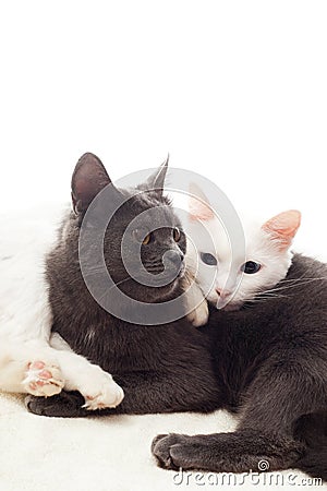 Cats lying Stock Photo